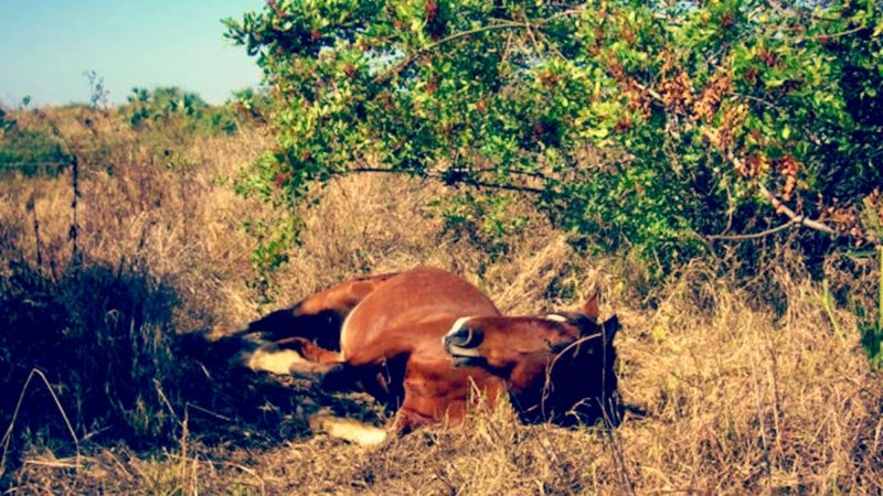 Nunki, waking up from a nap. (via Arkwild.org)