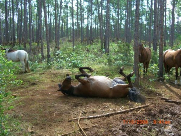 (via Arkwild.org)
