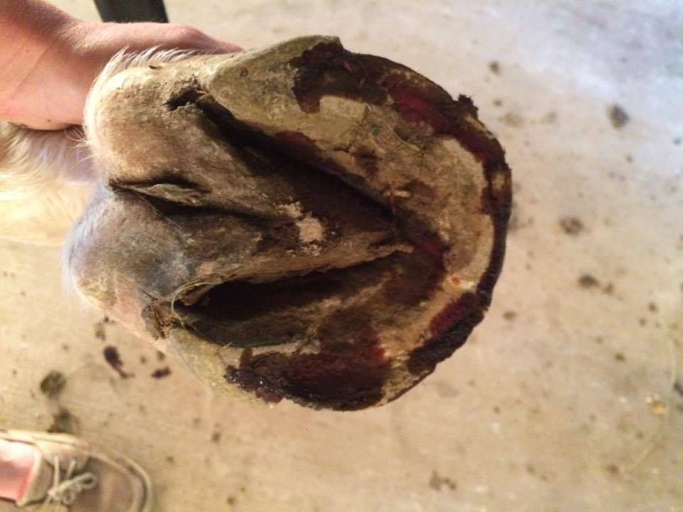 Frankie’s hoof with the Hawthorne Sole-Freeze Hoof Hardener.