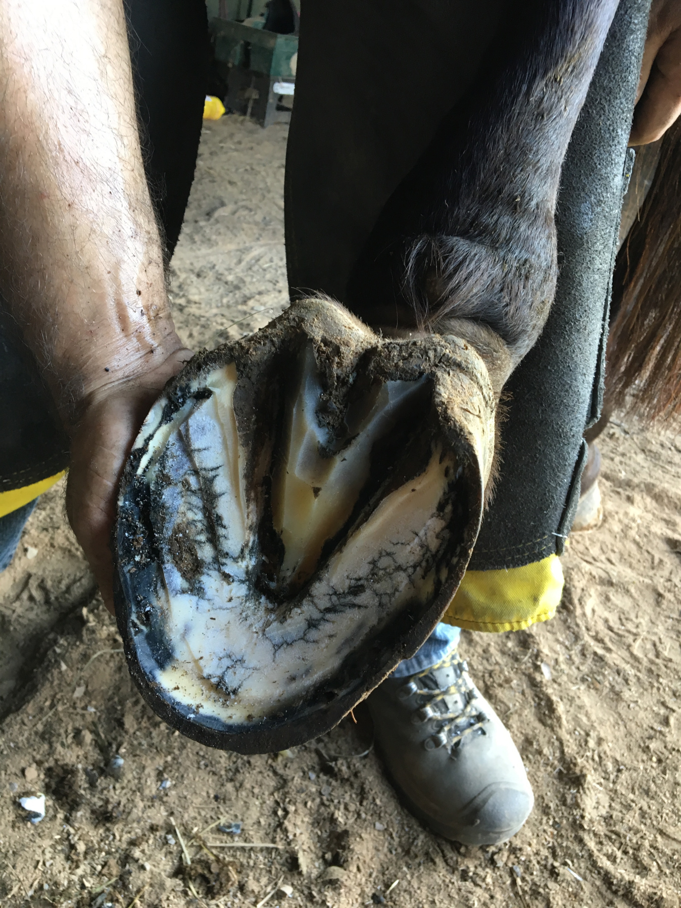Healthy hoof. On a thoroughbred, no less!