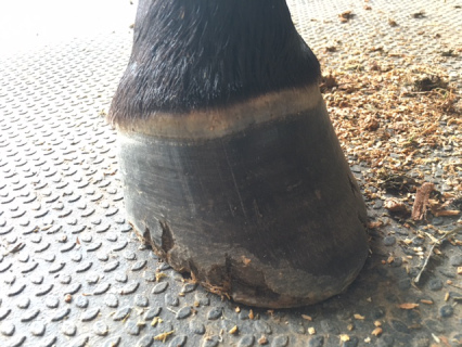 Shooter’s feet May 26th, 2016.
