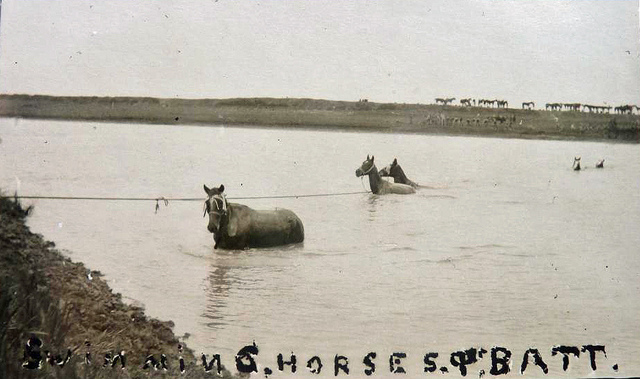 flickr.com_Aussie-mobs_WW1-Horses-FREE