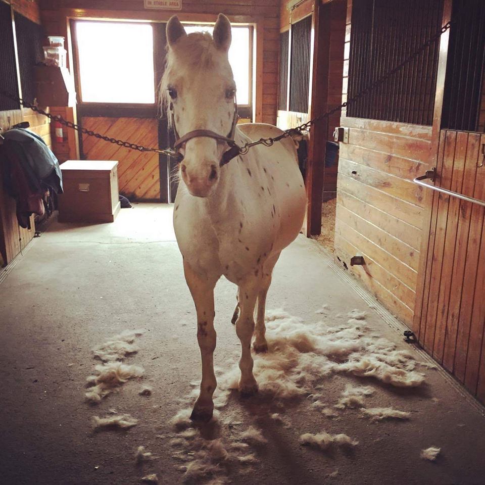 Equestrian Entrepreneur Jennifer Tipton, the SleekEZ Grooming Tool