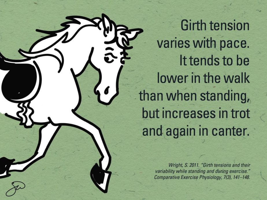 7 Facts About Girths Your Horse Wants You to Know
