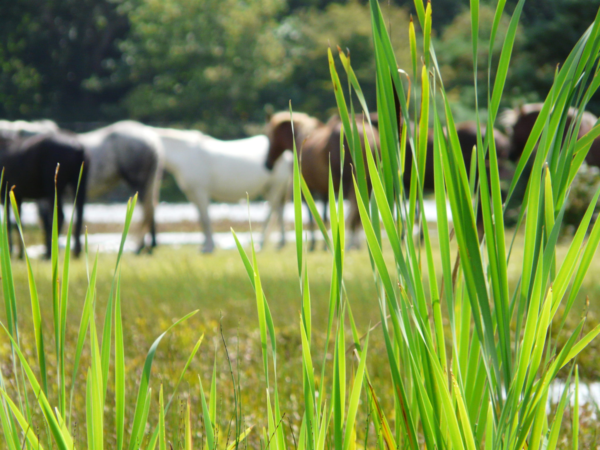 Preventing Spring Grass Laminitis