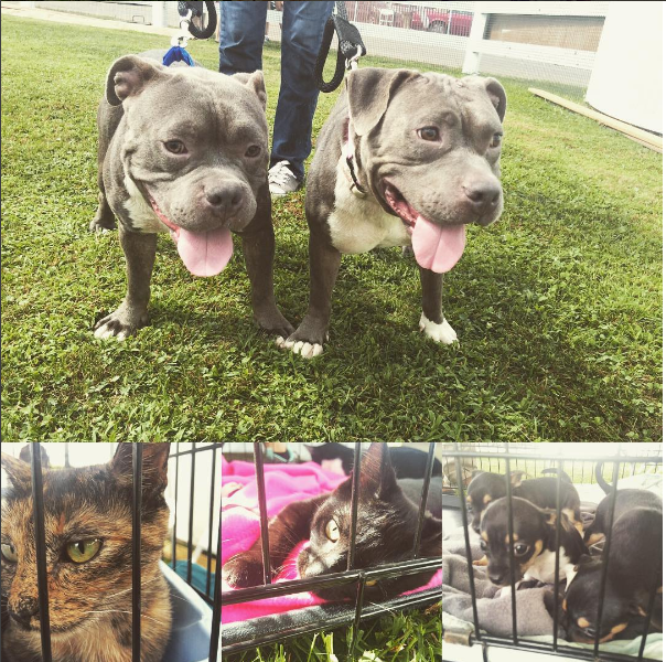 ASPCA Day