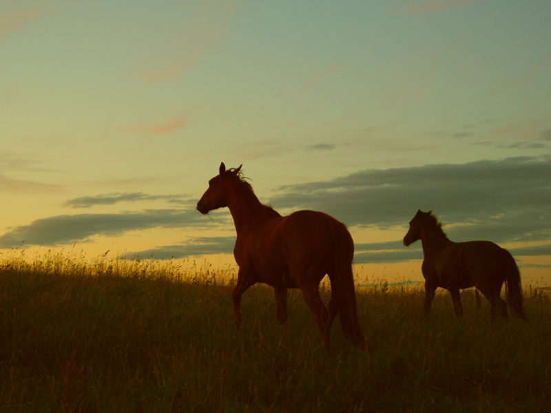 Horses Sunset Scenic FREE