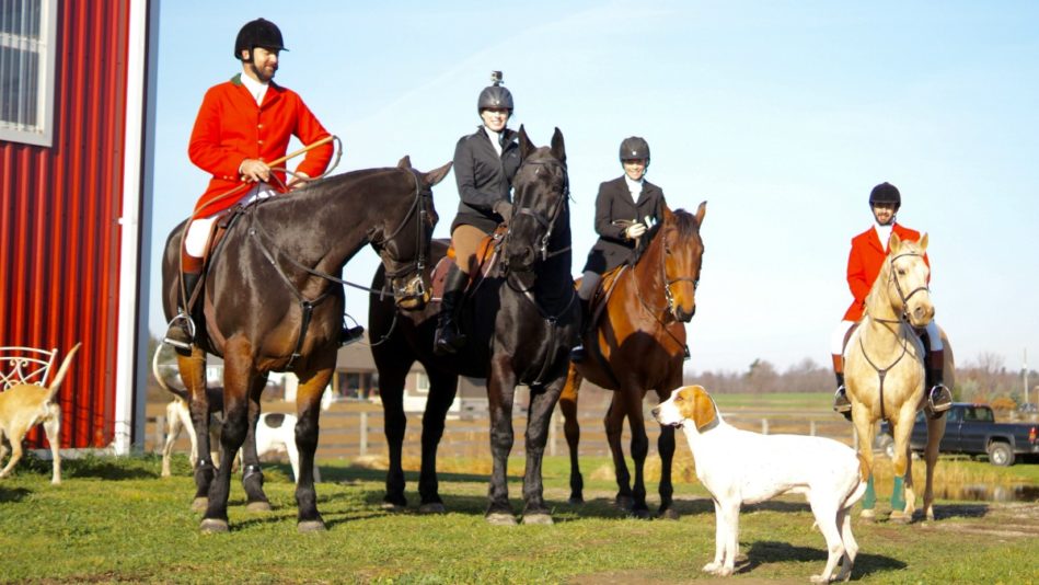 Come Along on a Fantastic Fox Hunt