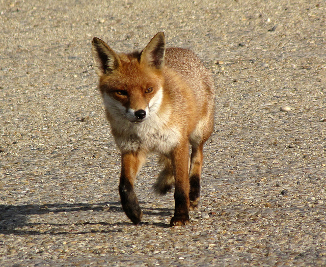 (flickr.com/Jans Canon)