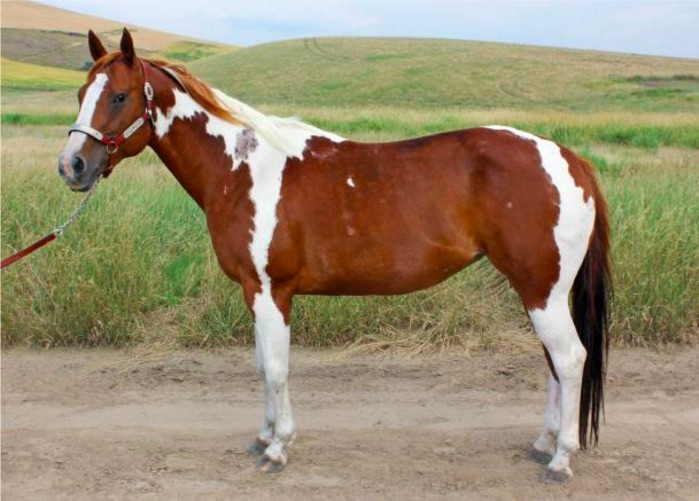 To Breed Your Mare or Not to Breed Your Mare?