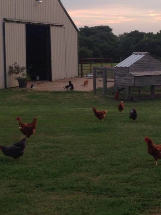 Keeping Hens with Horses The Surprising Benefits