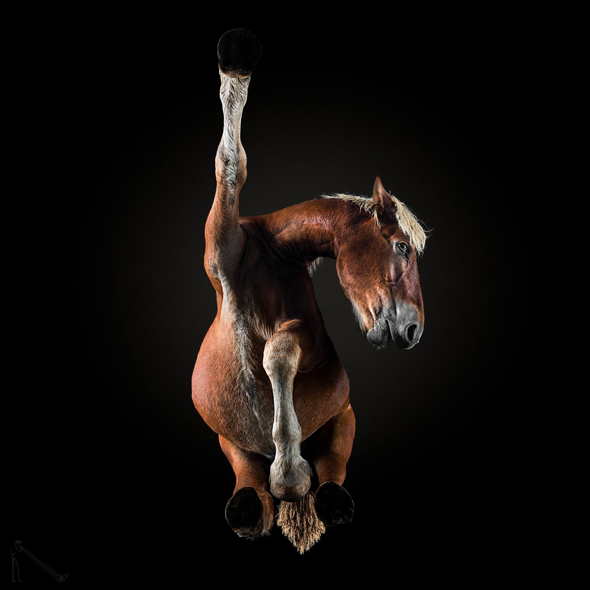 Insane Photos Of Under Horse Will Astound You