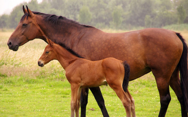 Prepare Your Mare to Be in Foal