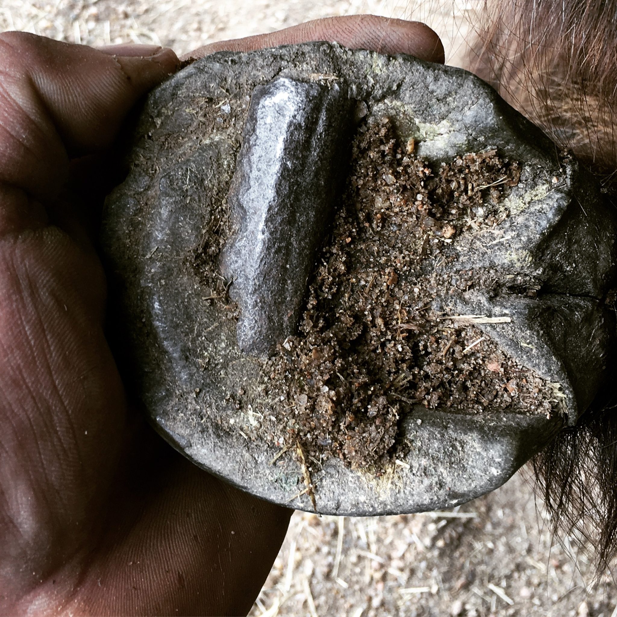 5 Reasons to Always Pick Your Horse’s Hooves