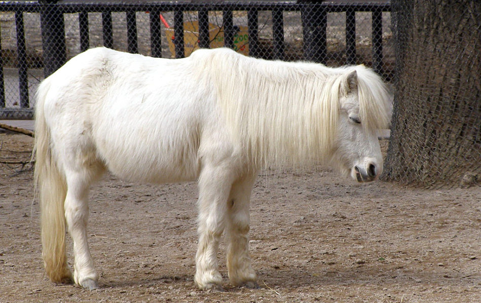 7 Strange Sleeping Habits of Horses