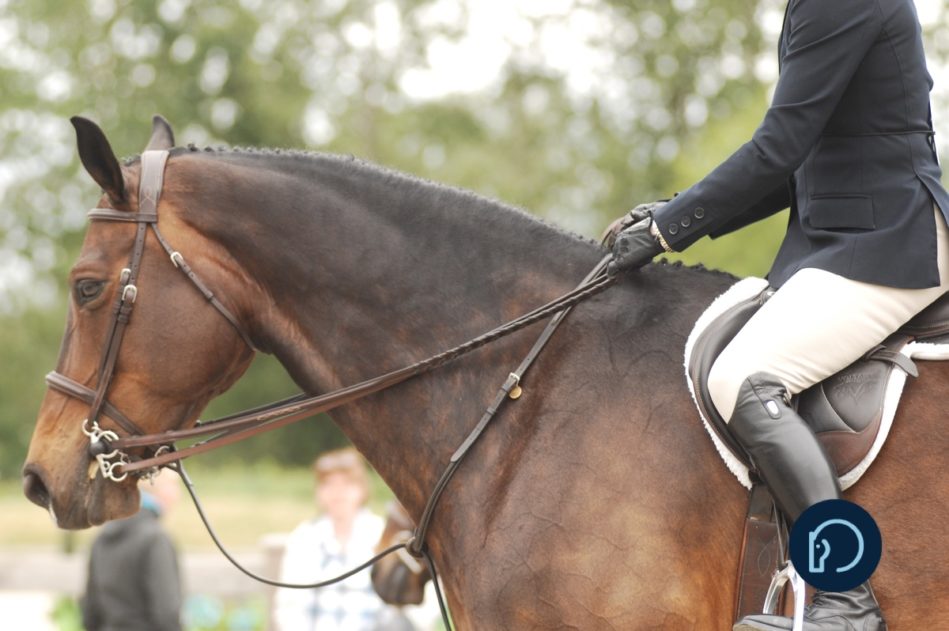 HUNTER JUMPER