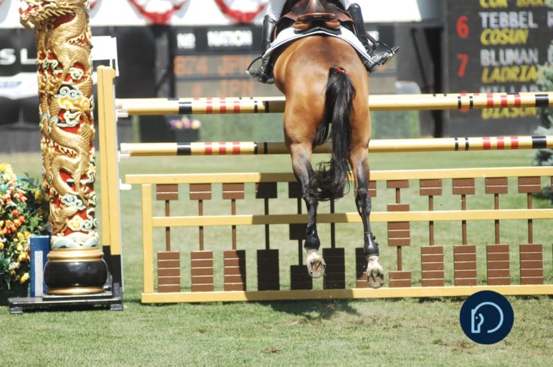 Q&A How Can You Tell If a Horse Has Scope?