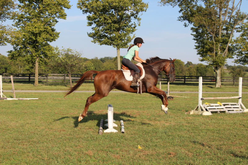 How To Be a Horse Trainer