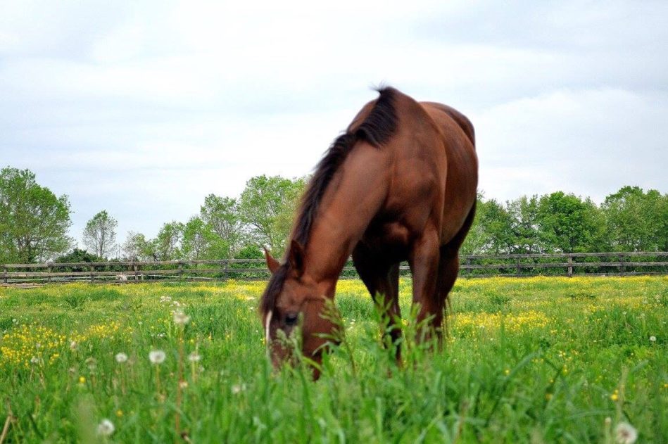 How To Be a Horse Trainer