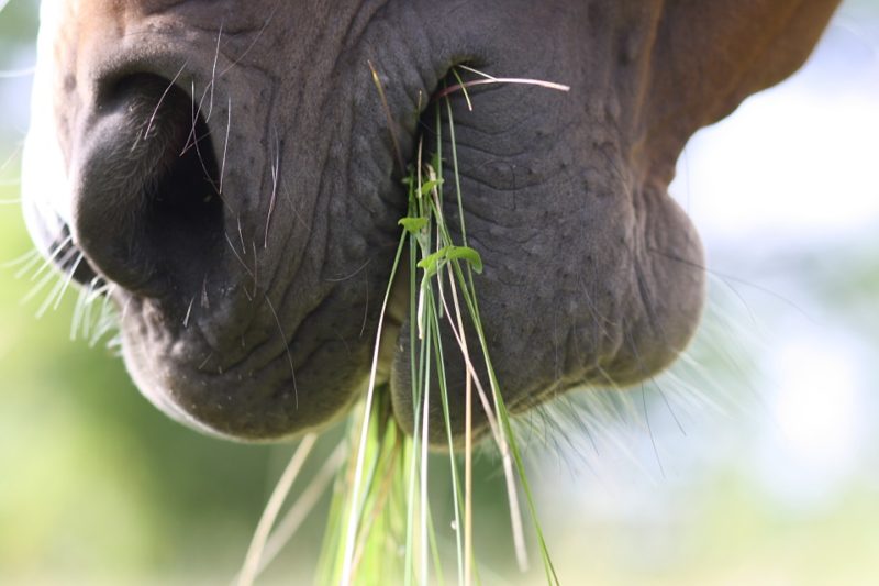 16 Fascinating Facts About Horse Digestion