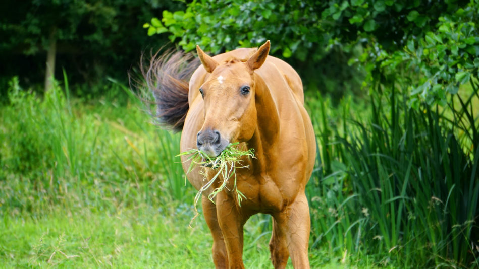 16 Fascinating Facts About Horse Digestion