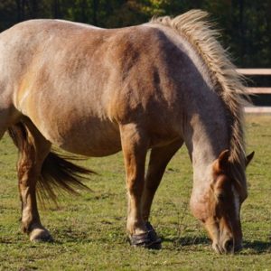 What Color Is George Washington Horse