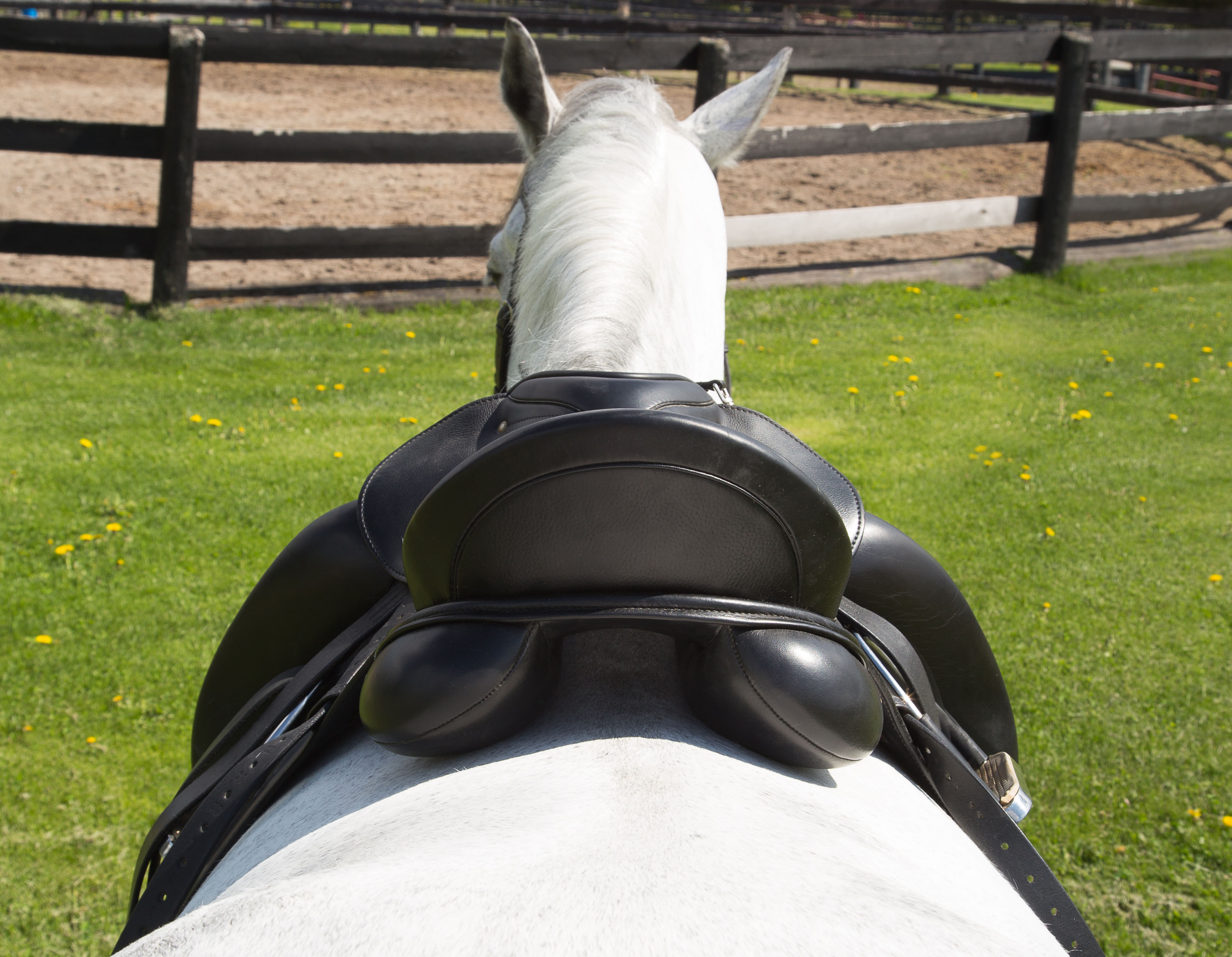 How Important is Your Saddle, Really?