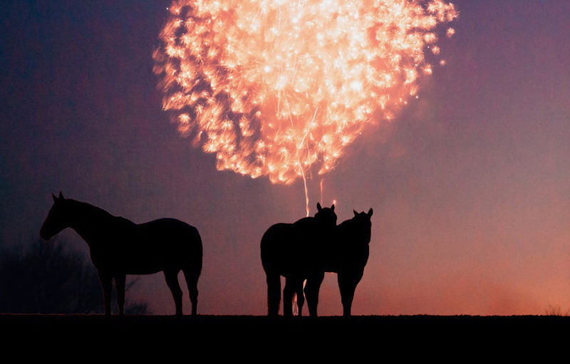 Q&A Fireworks and Horses, Know Your Legal Rights
