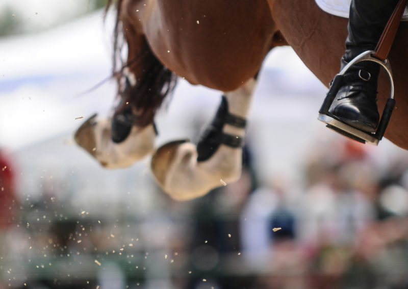 Q&A How Can You Tell If a Horse Has Scope?