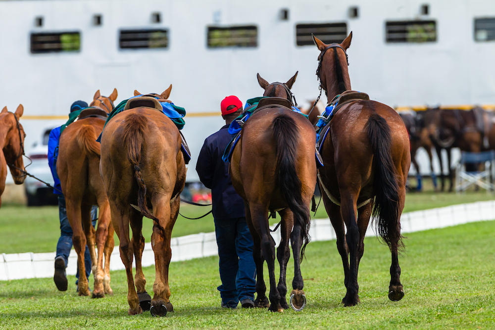 Confessions of a Polo Groom
