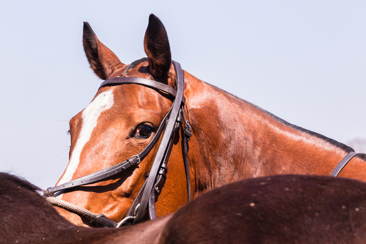 Confessions of a Polo Groom