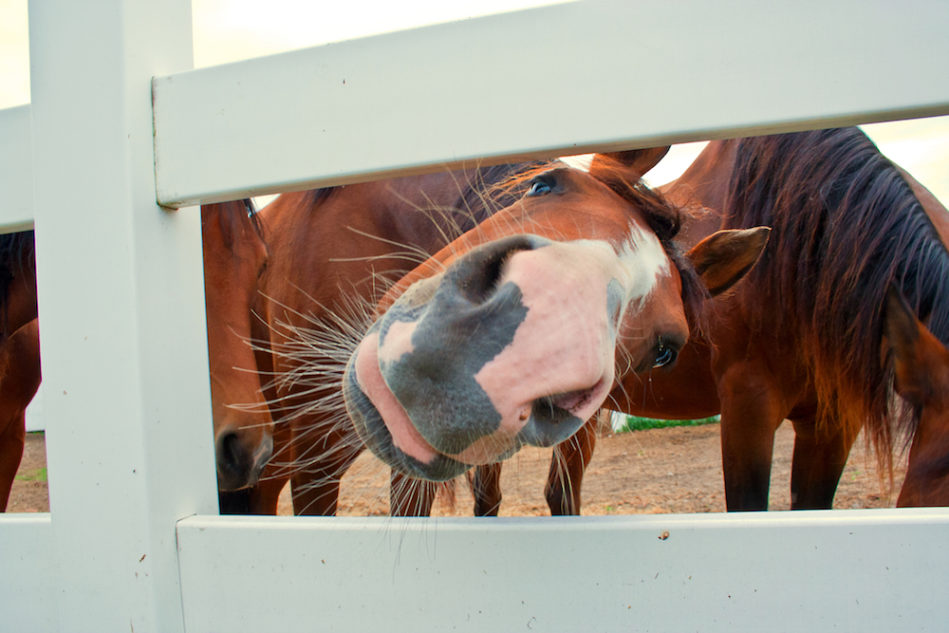 Q&A Can Horses Develop Mental Illness Similar to What Humans Exhibit?