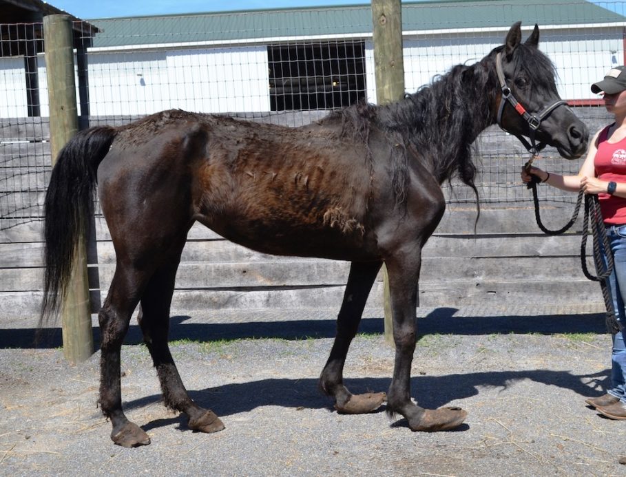 Spotting Neglect and Abuse The Warning Signs and How to Help