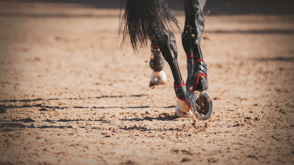 You May Think You Are Treating Your Horses Joints When You're Not