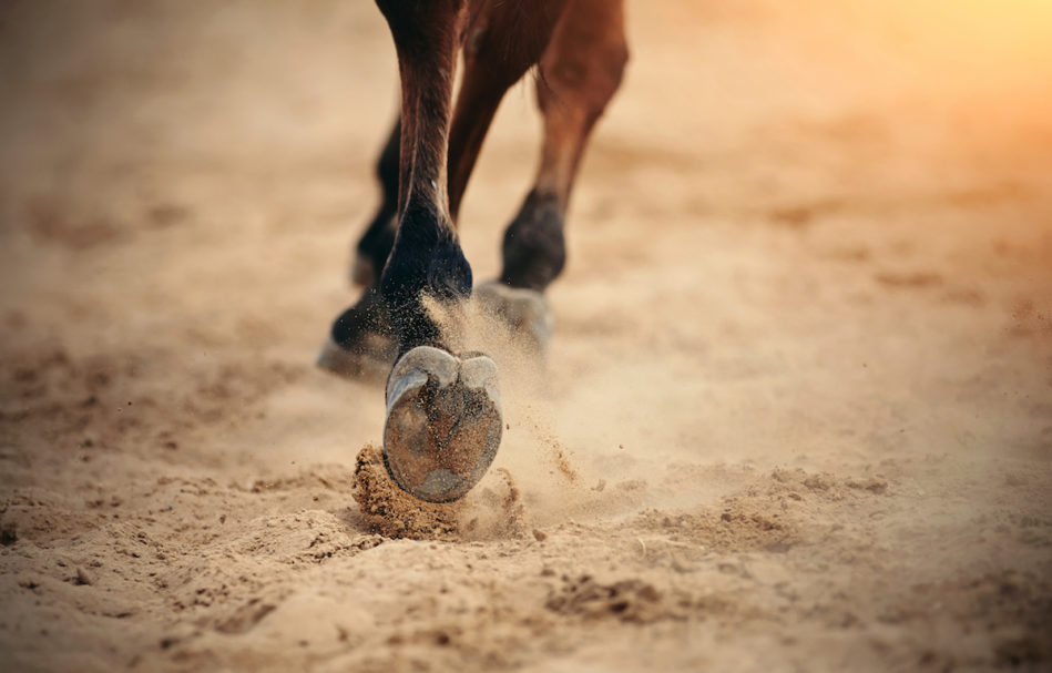 Bare It All How Top Sport Horses Are Competing Without Shoes
