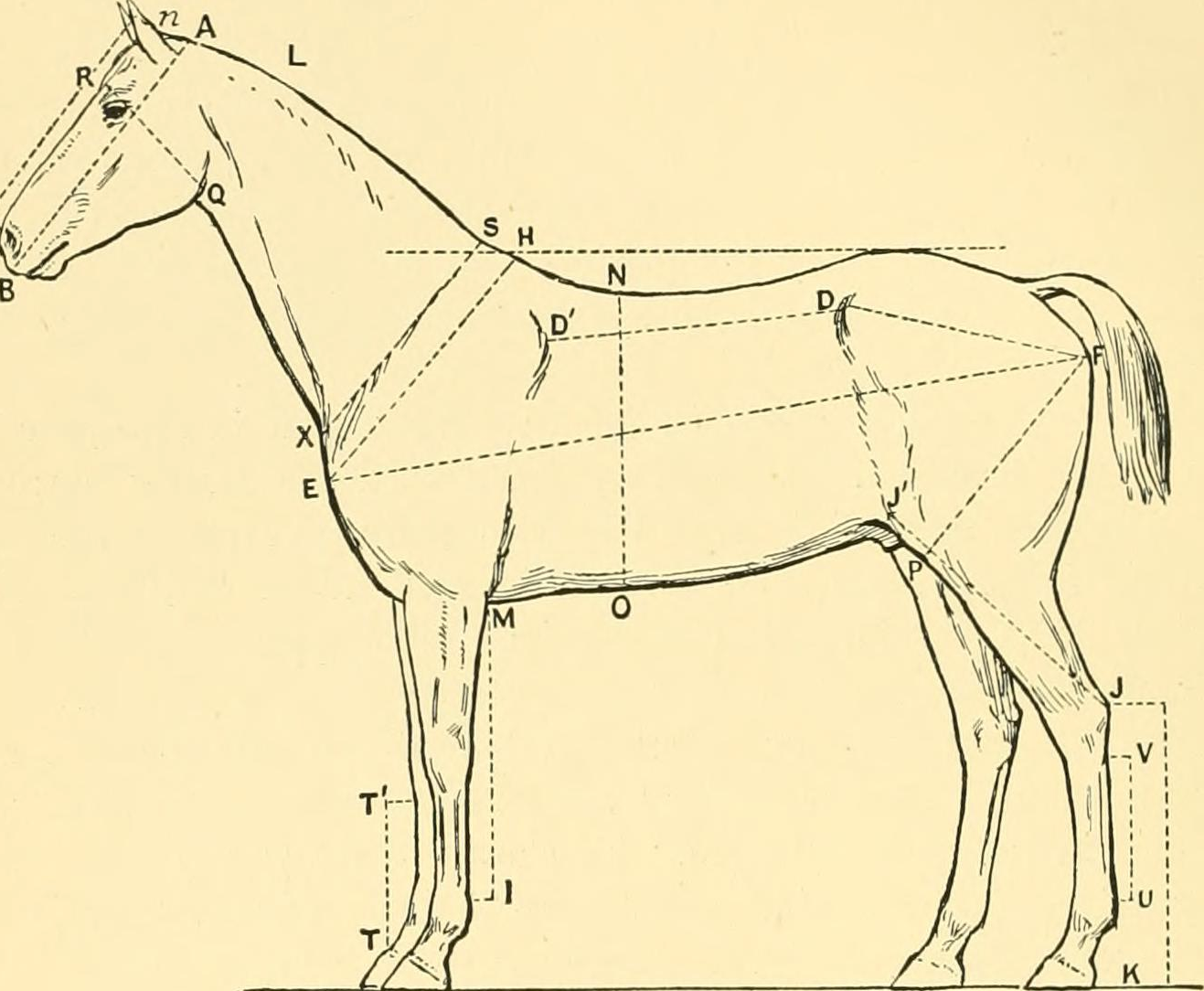 Why We Measure Horses In Hands