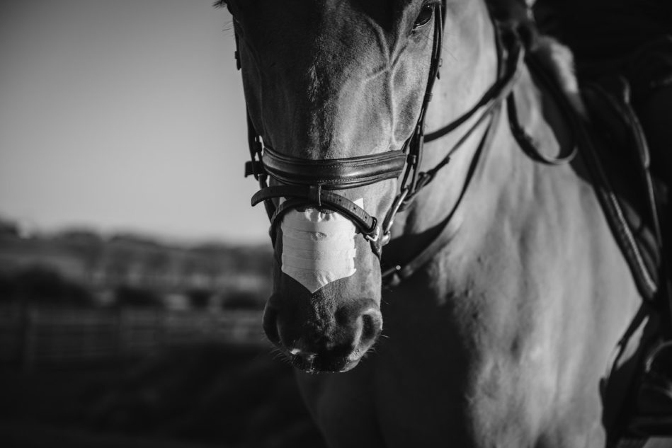 Why You Should Try Nasal Strips on Your Horse