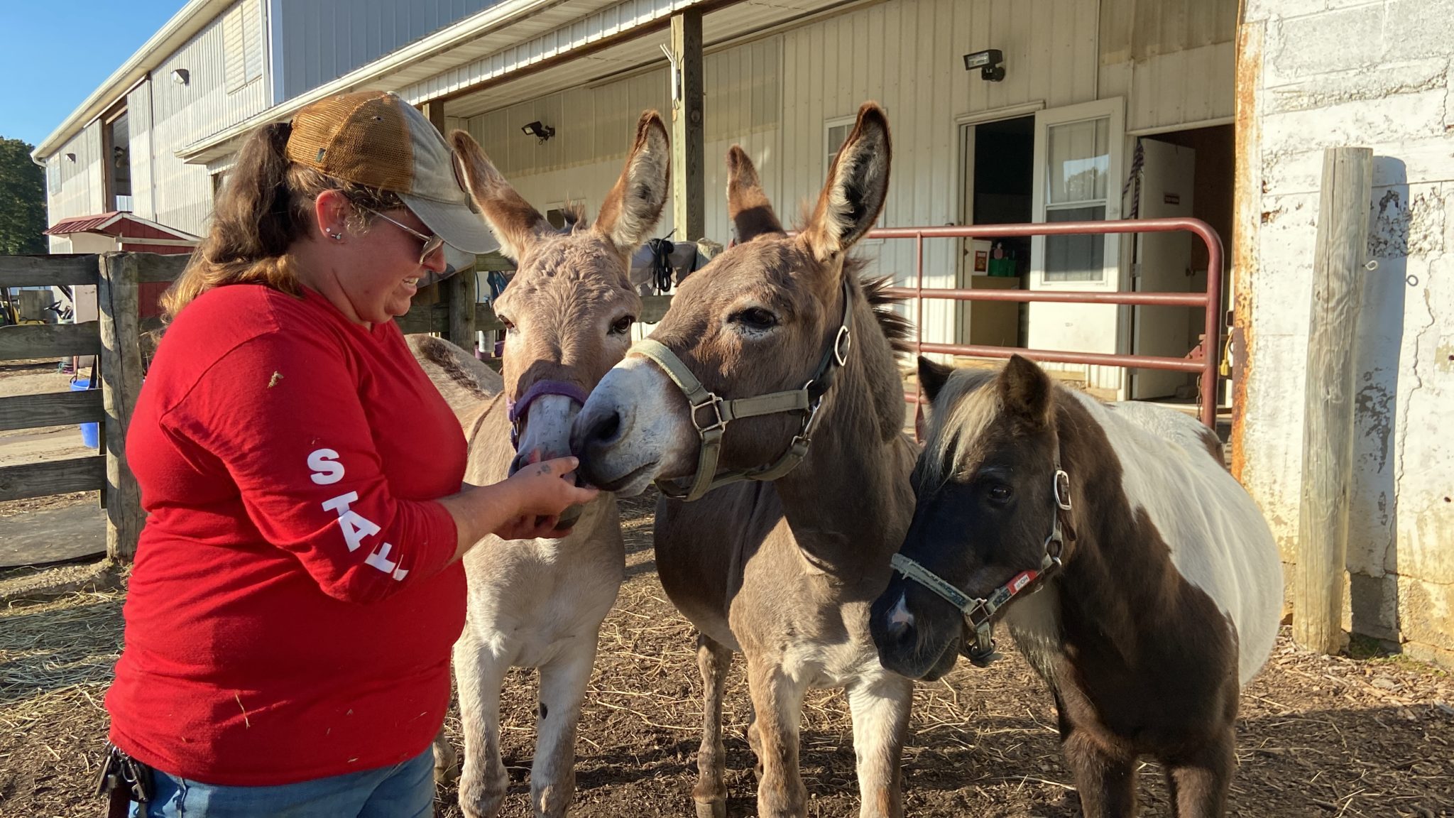 twice-as-bright-two-donkeys-regain-the-twinkle-in-their-eyes