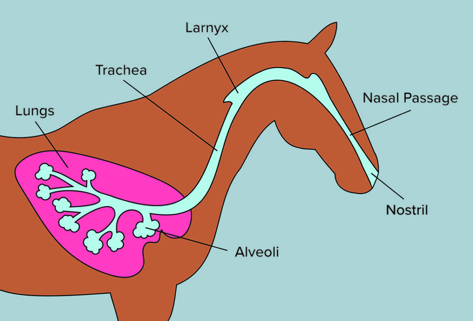 How FLAIR® Equine Nasal Strips Work