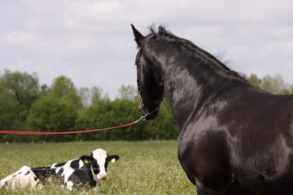 Ninja Cows Redux